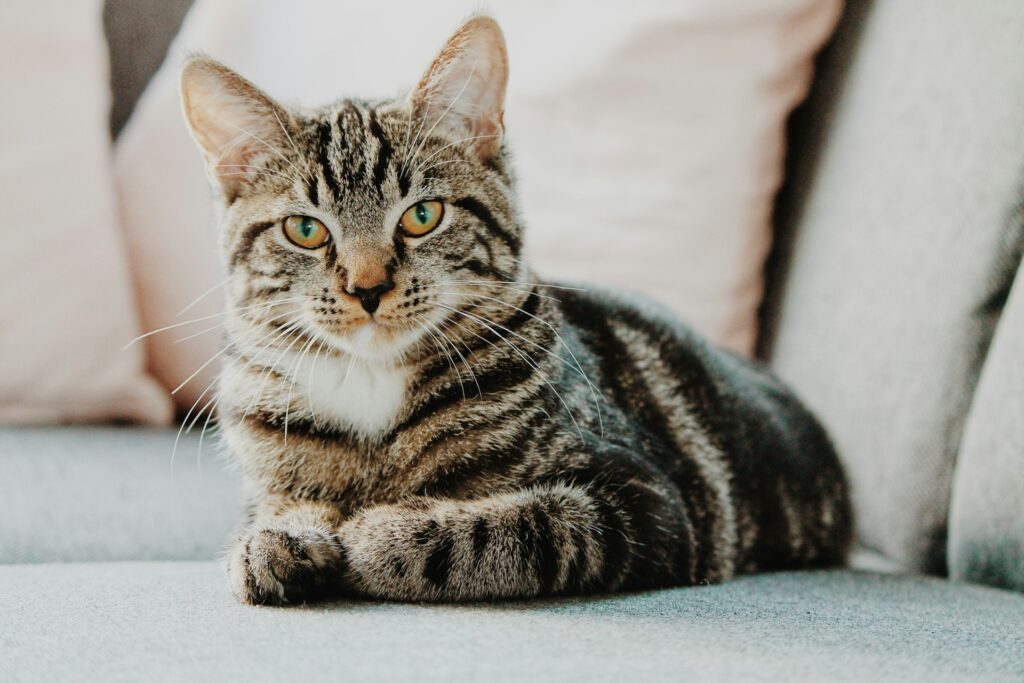 Katten in tuin houden