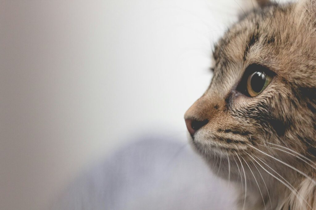 Katten in tuin houden